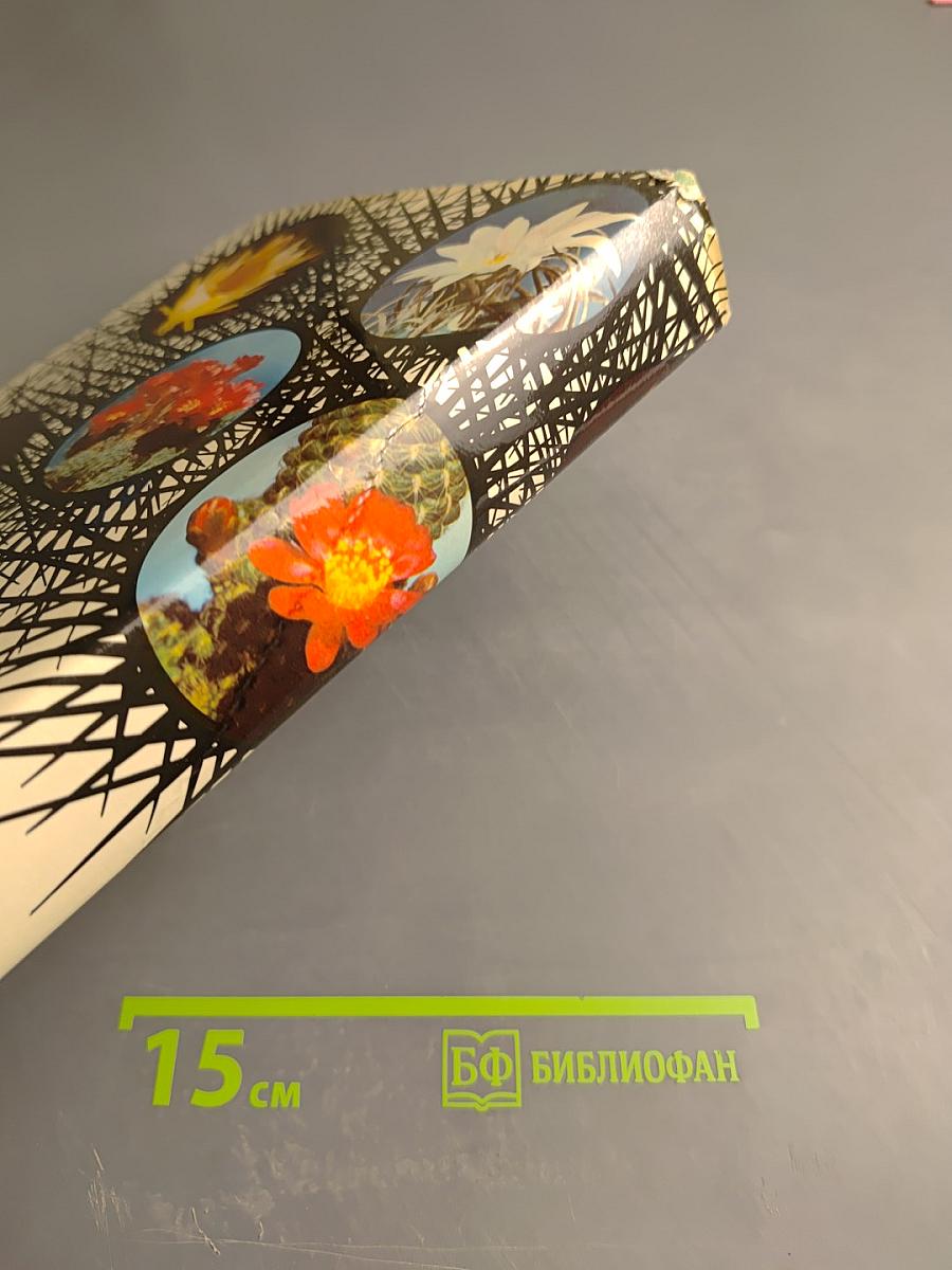 Колючее чудо: книга о кактусах