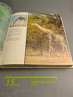 Царь зверей не лев