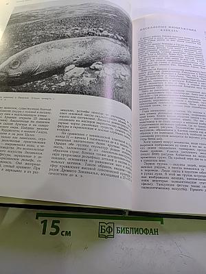 История искусства народов СССР. Том 1. Искусство первобытного общества и древнейших государств на территории СССР