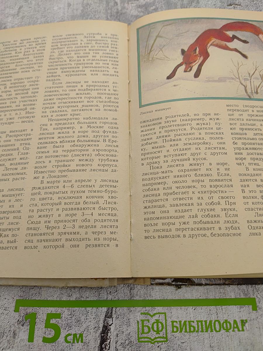 Животный мир нашей Родины