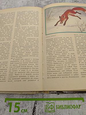 Животный мир нашей Родины