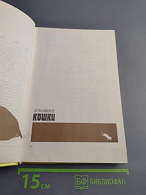 Домашние кошки