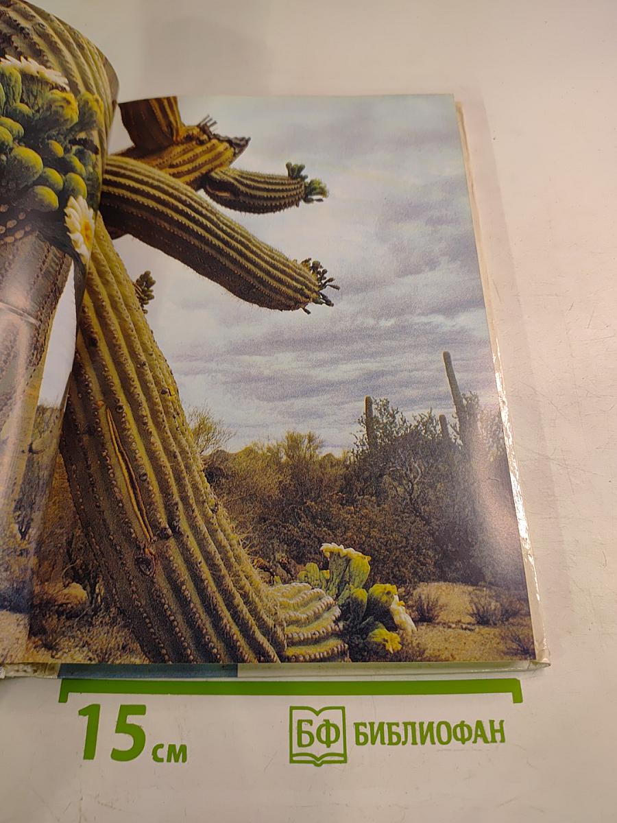 Живой мир пустынь