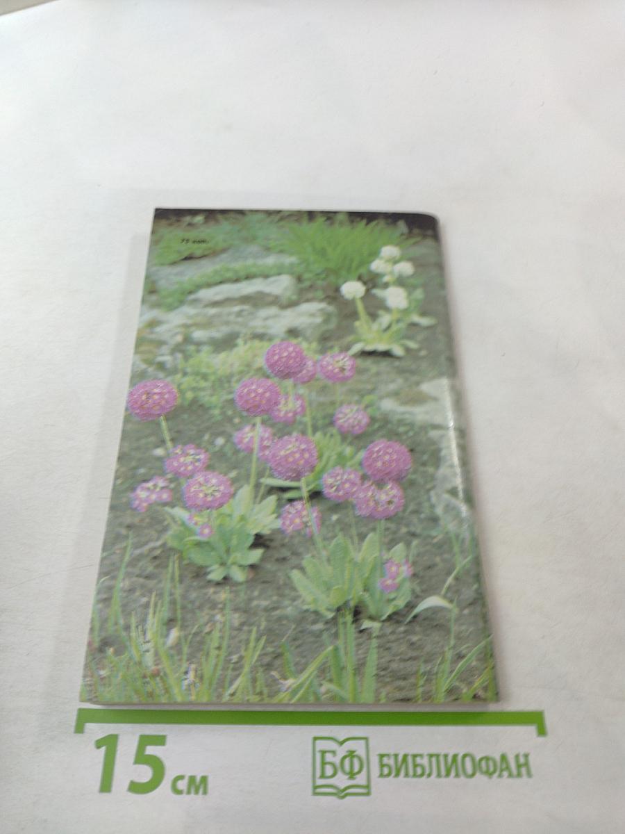 Ранние весенние цветы