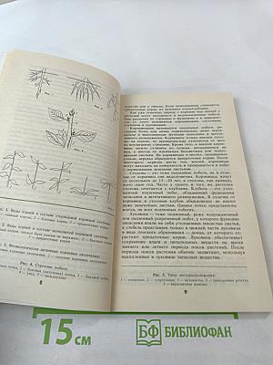 Целебные растения в комнате