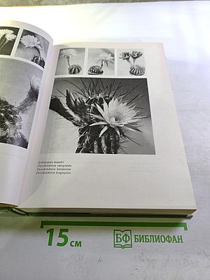 Колючее чудо