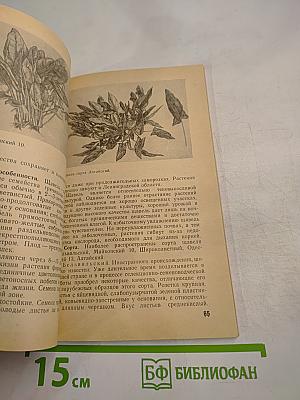 Зеленые овощные культуры