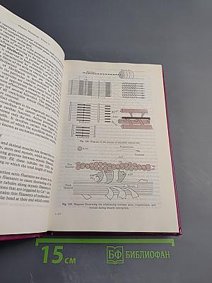 Human Physiology. Volume II