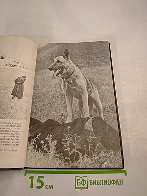 Наши верные друзья