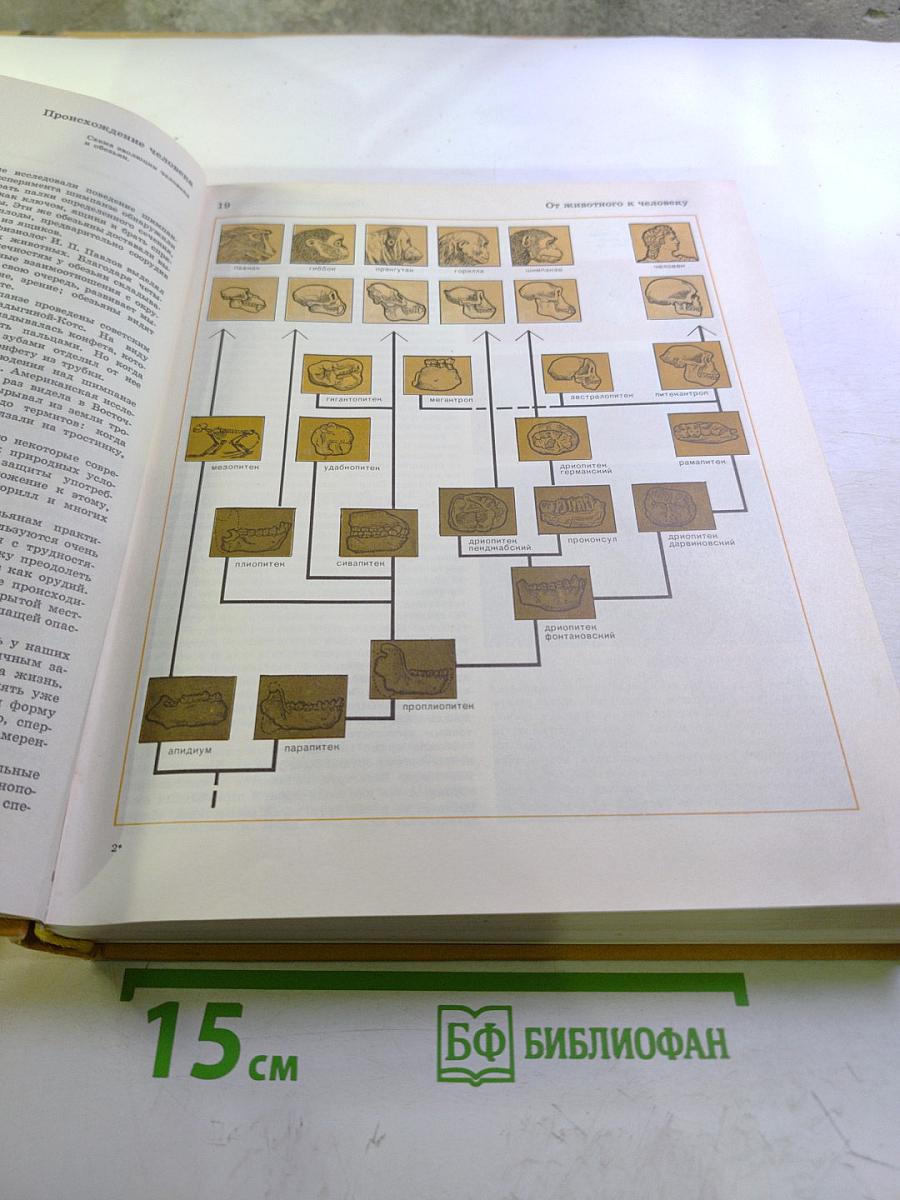Детская энциклопедия. Том 7: Человек