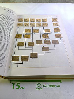 Детская энциклопедия. Том 7: Человек