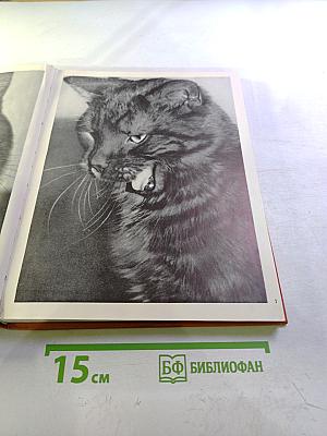 Unser Katzen Buch