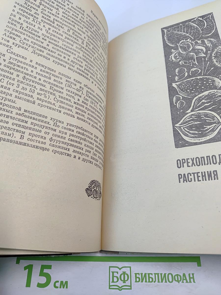 Целебные свойства пищевых растений