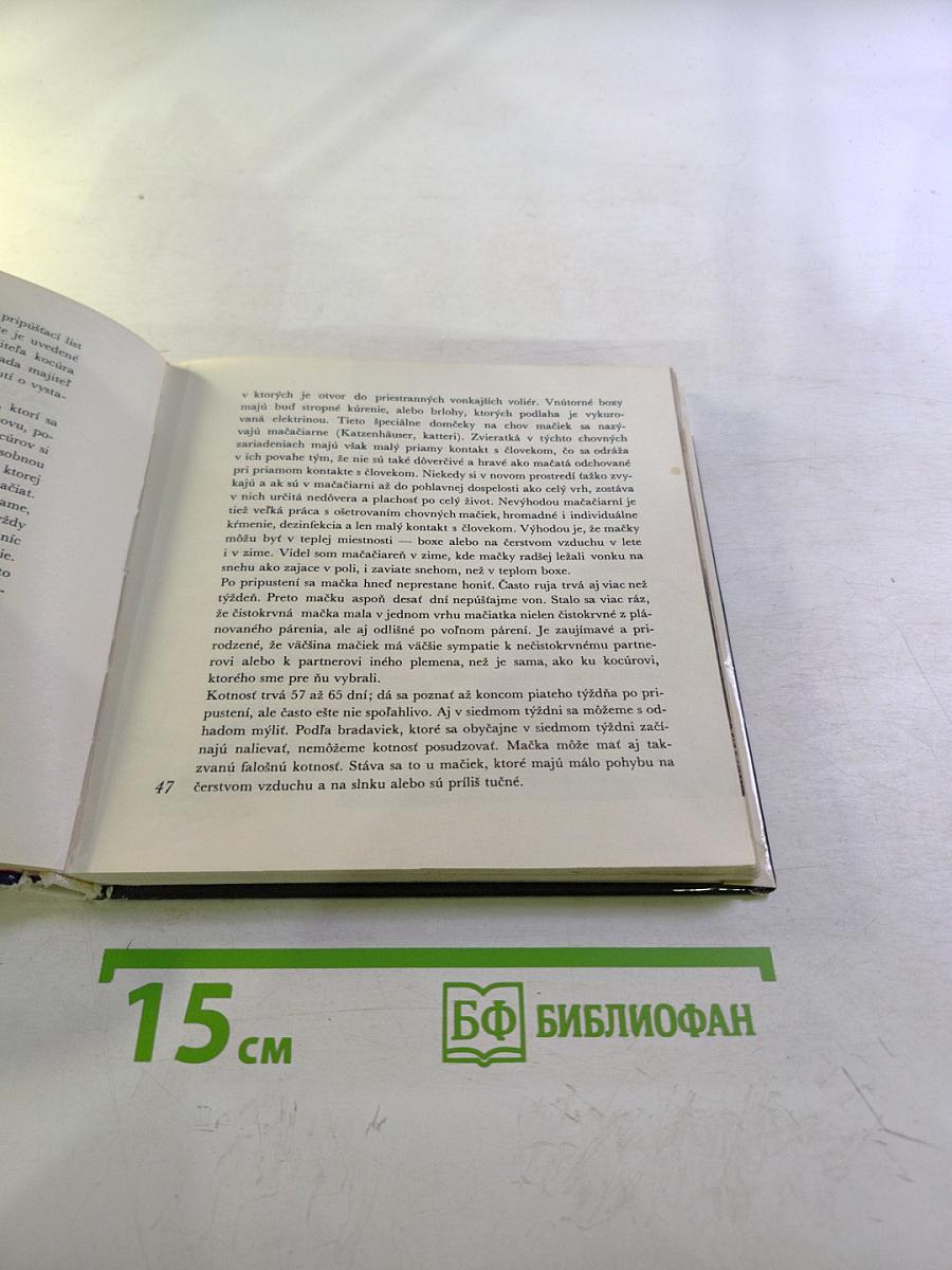 Niečo o mačkách...