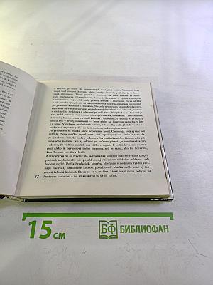 Niečo o mačkách...