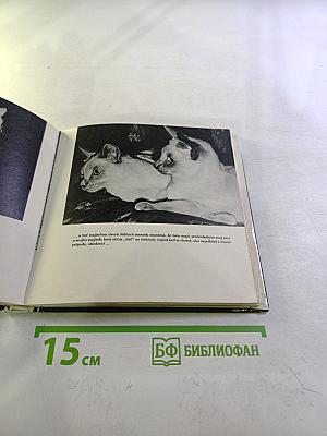 Niečo o mačkách...