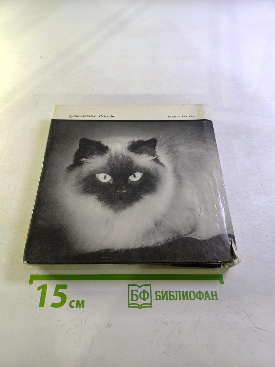 Niečo o mačkách...