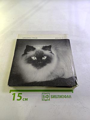 Niečo o mačkách...