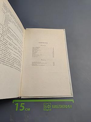 Лягушонок на асфальте