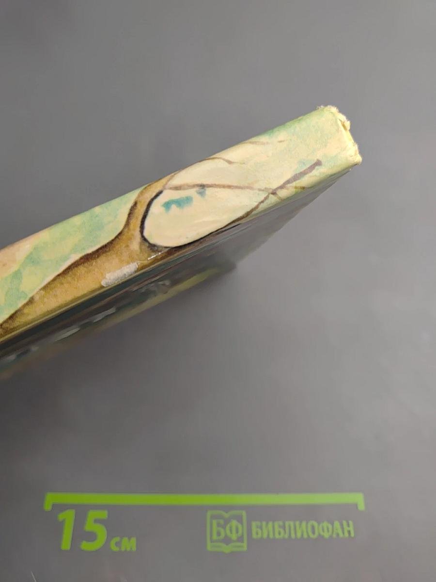 The Boy in the Forest