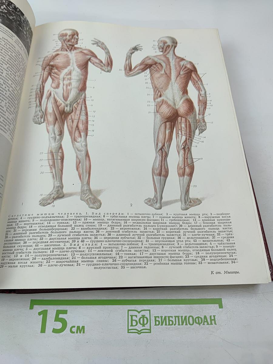 Большая Советская Энциклопедия. Том 17. Морщин – Никиш