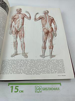 Большая Советская Энциклопедия. Том 17. Морщин – Никиш