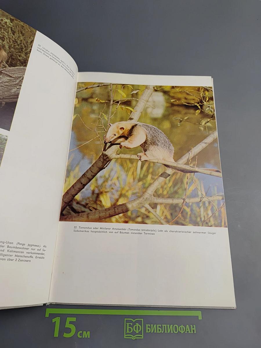 SAUGETIERE interessant und farbig