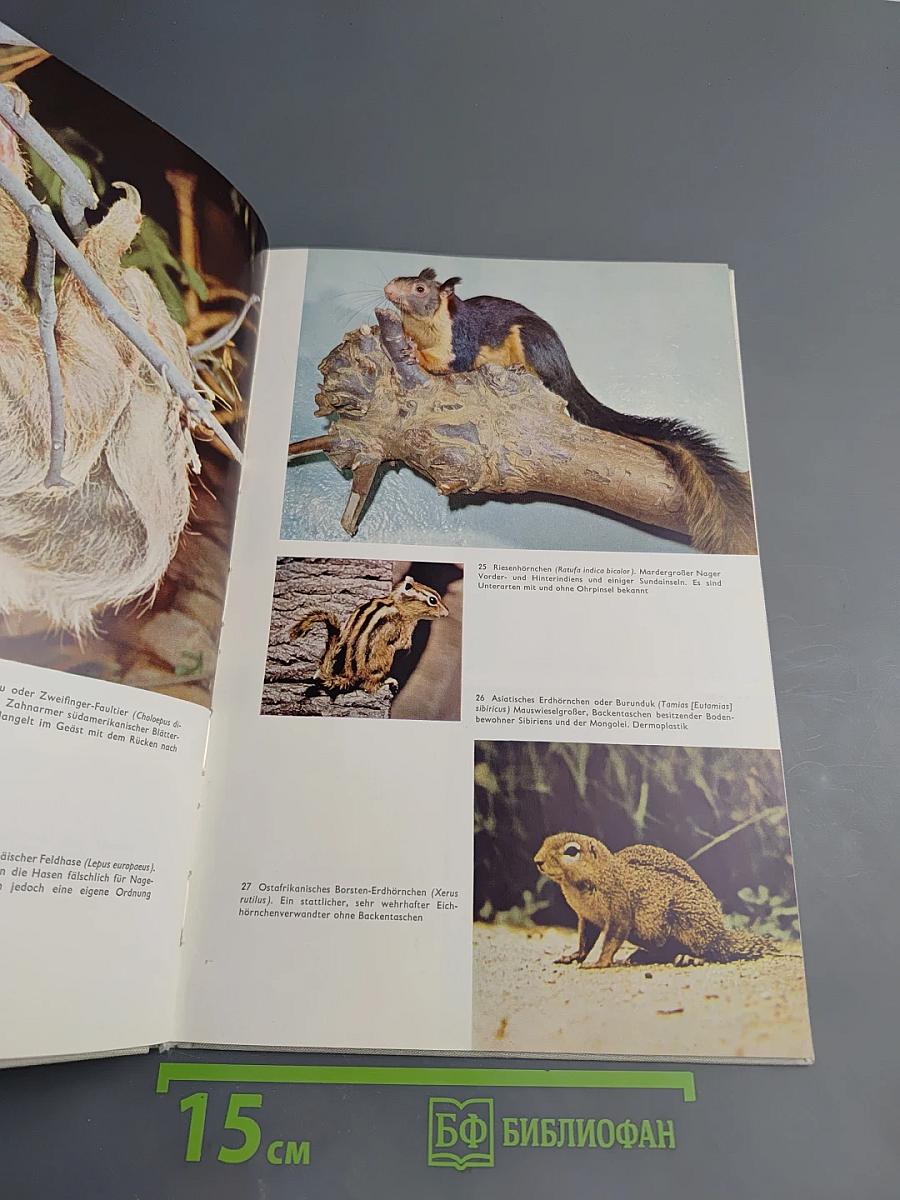 SAUGETIERE interessant und farbig