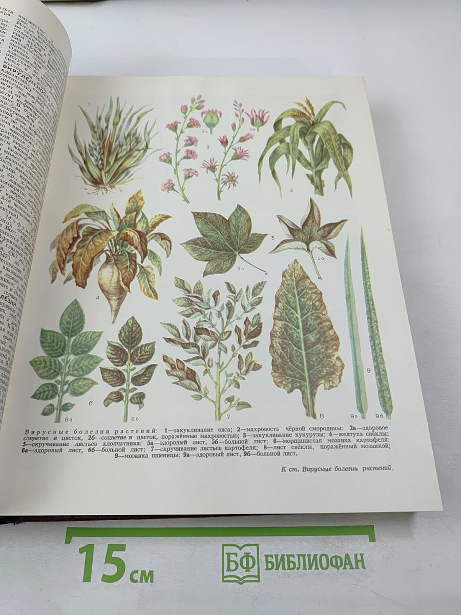 Большая Советская Энциклопедия. Том 5. Вещин — Газли