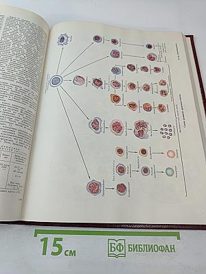 Большая Советская Энциклопедия. Том 13. Конда – Кун