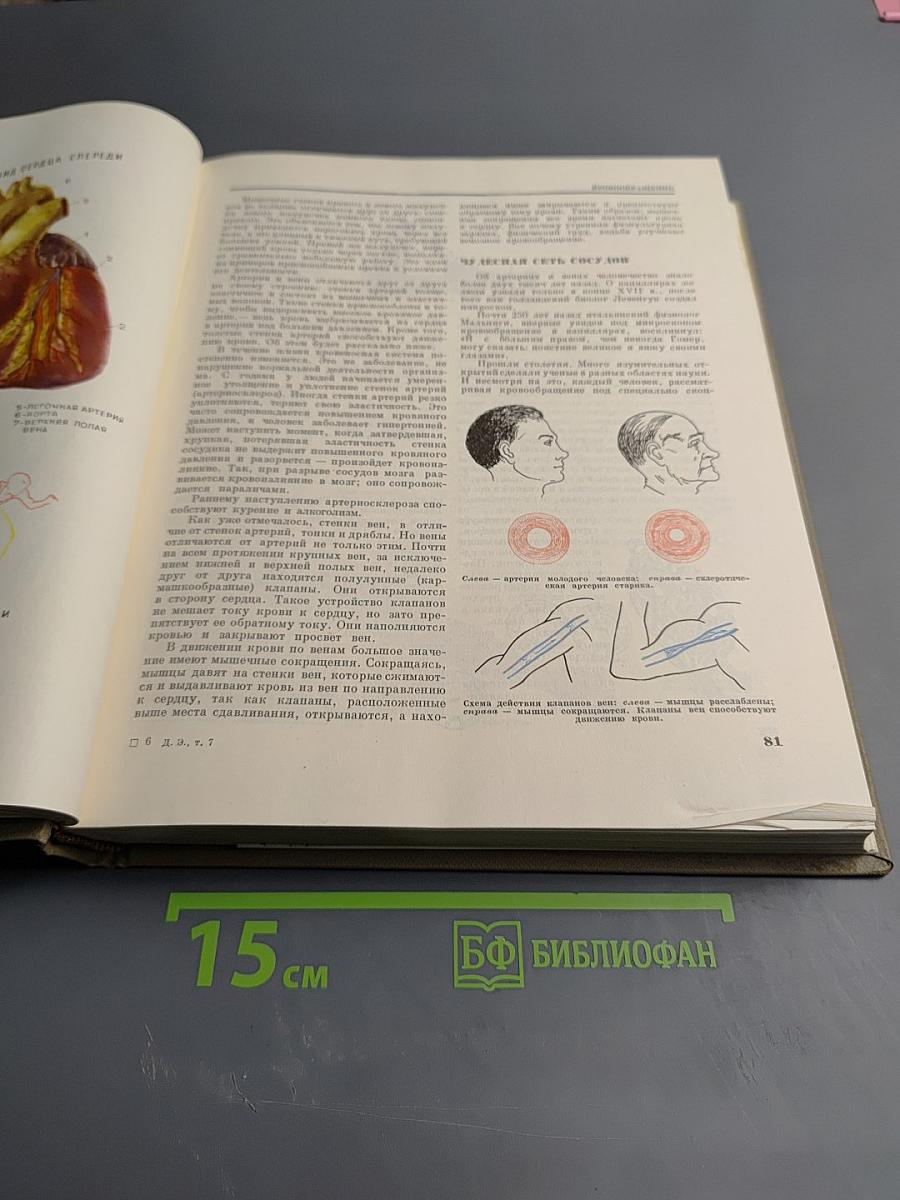 Детская энциклопедия. Том 7: Человек