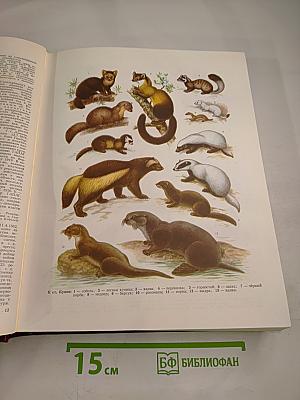 Большая Советская Энциклопедия. Том 14. Куна - Ломами