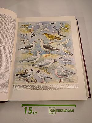 Большая Советская Энциклопедия. Том 29: Чаган — Экс-ле-Бен