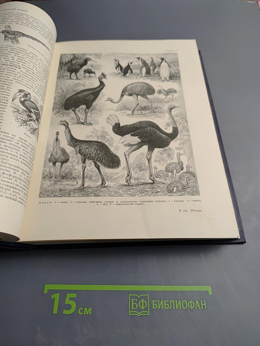 Большая Советская Энциклопедия. Том 35. Прокат — Раковины