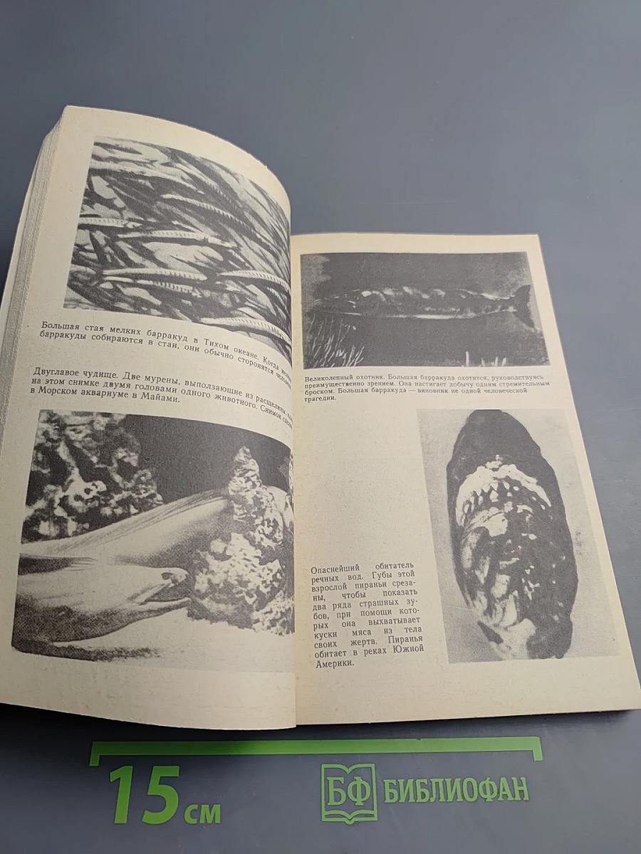 Опасные обитатели моря