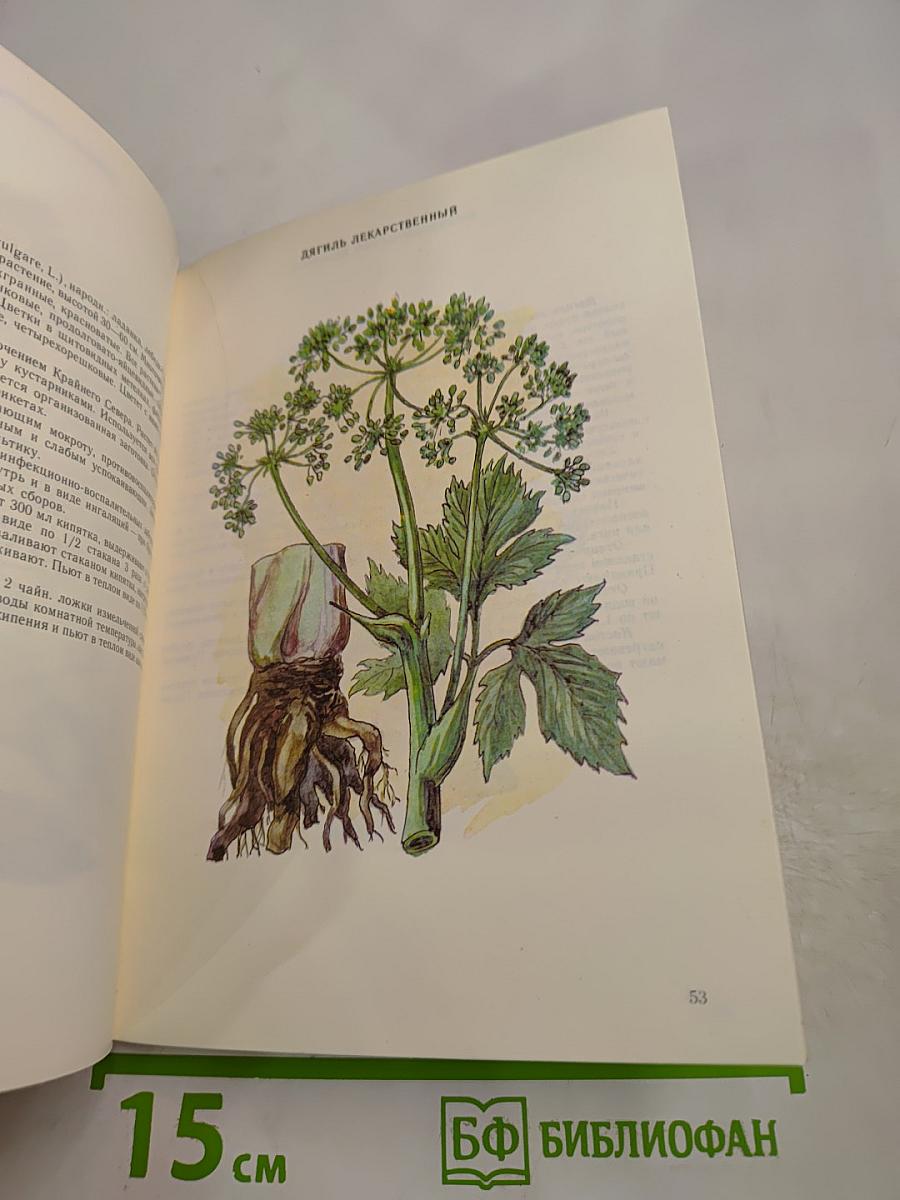 Лекарственные растения в лечении заболеваний дыхательных путей и носоглотки