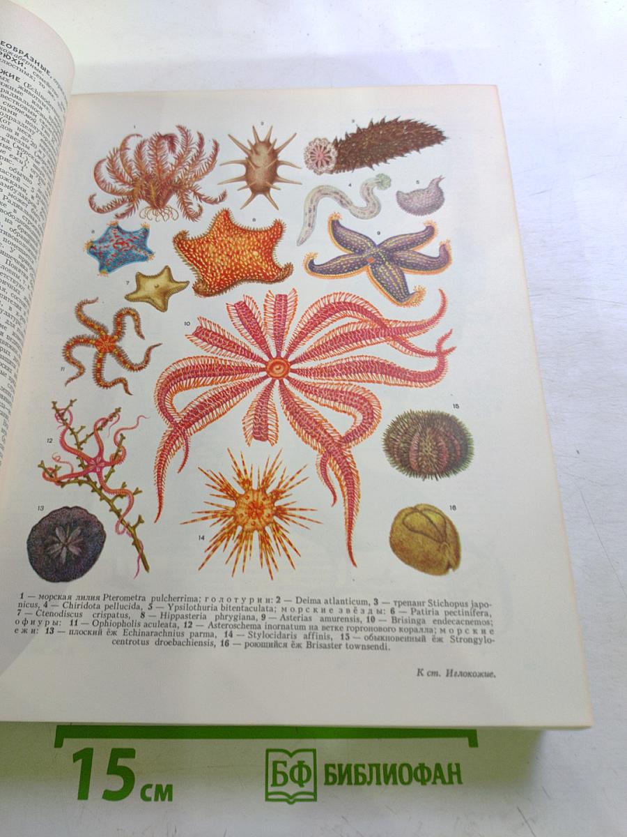 Большая Советская Энциклопедия. Том 10: Ива - Италики