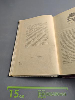 Господин из Стамбула