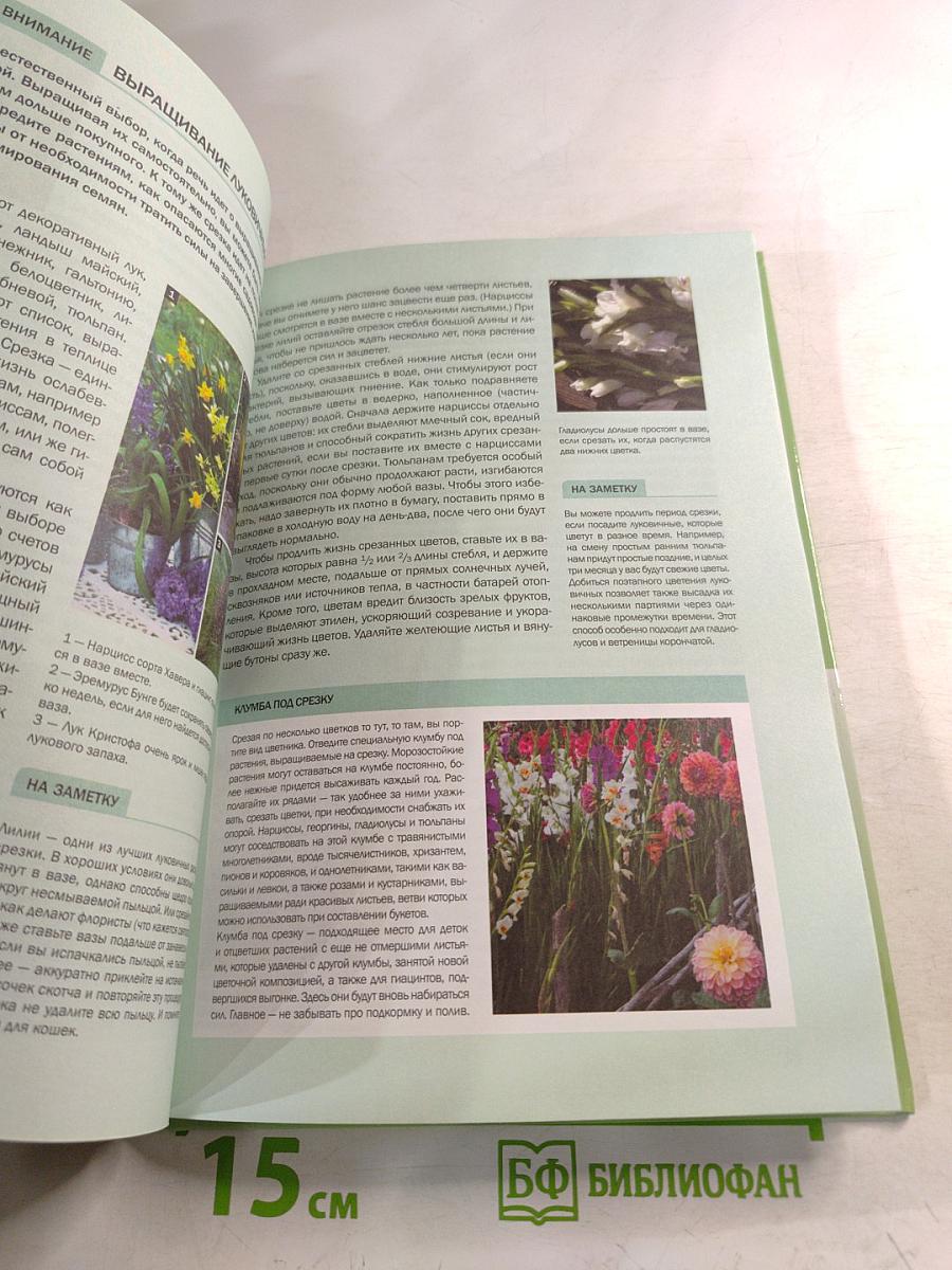 Луковичные растения