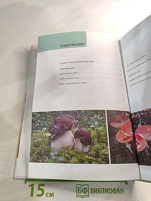 Грибы в вашем саду