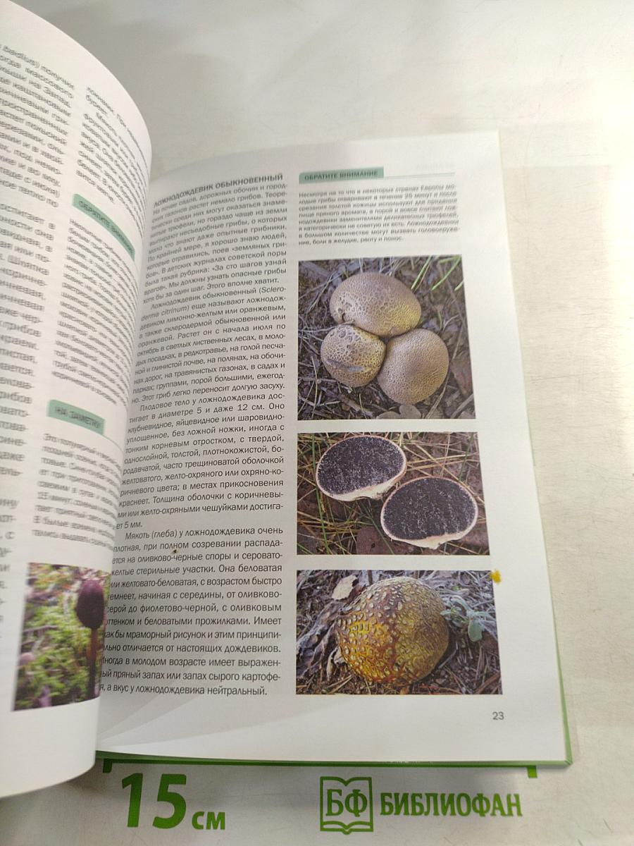 Грибы в вашем саду