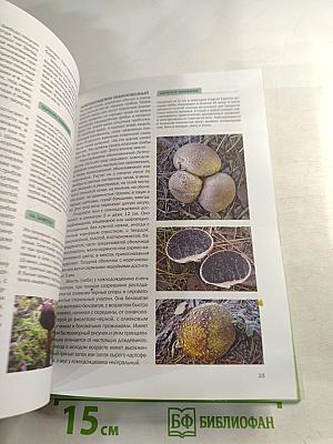 Грибы в вашем саду