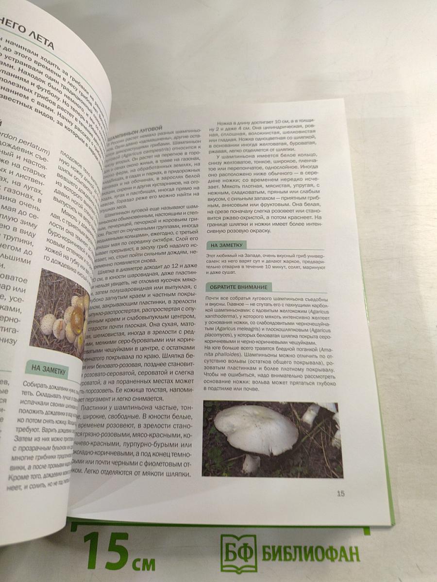 Грибы в вашем саду