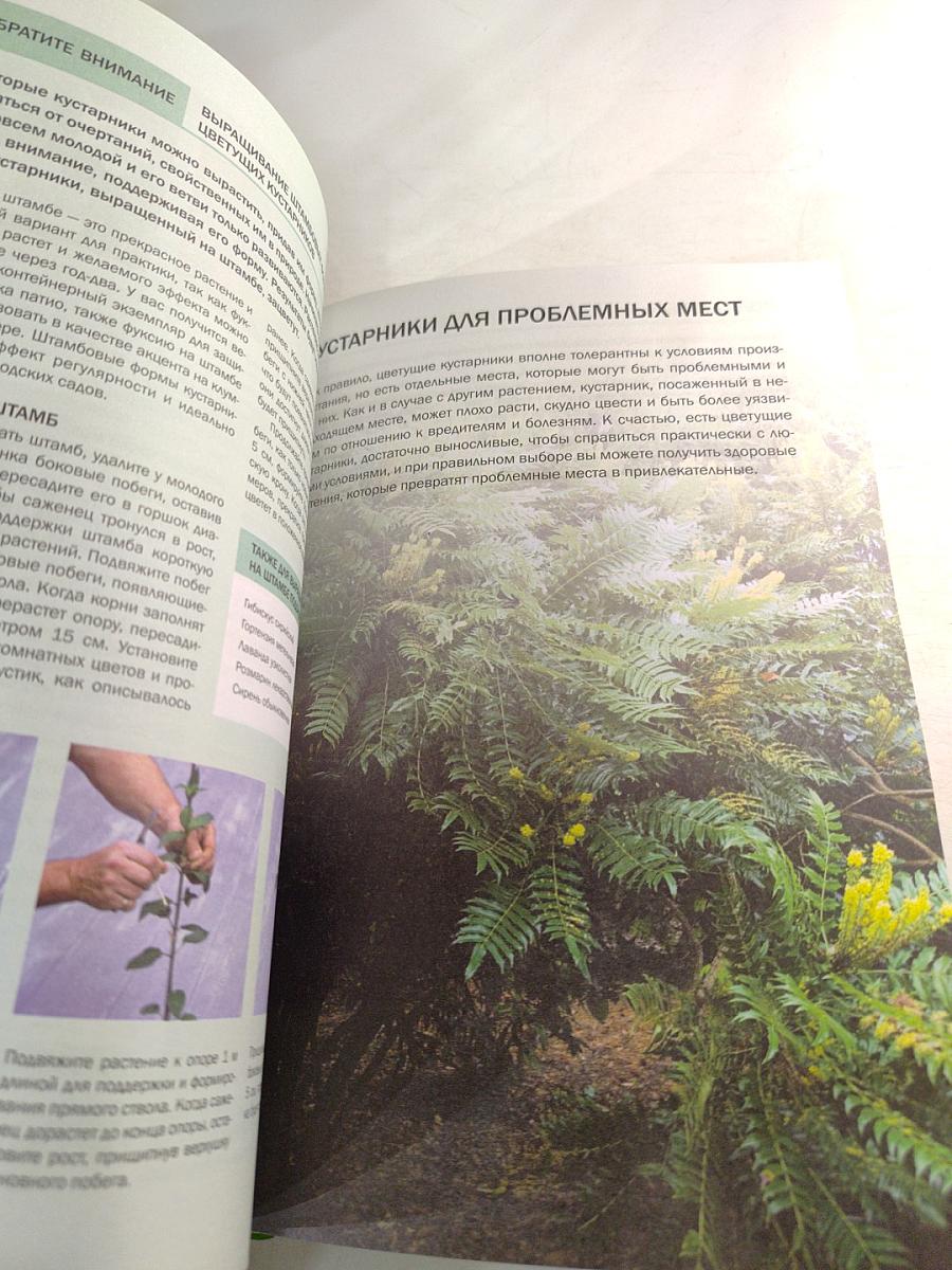 Цветущие кустарники: иллюстрированный справочник