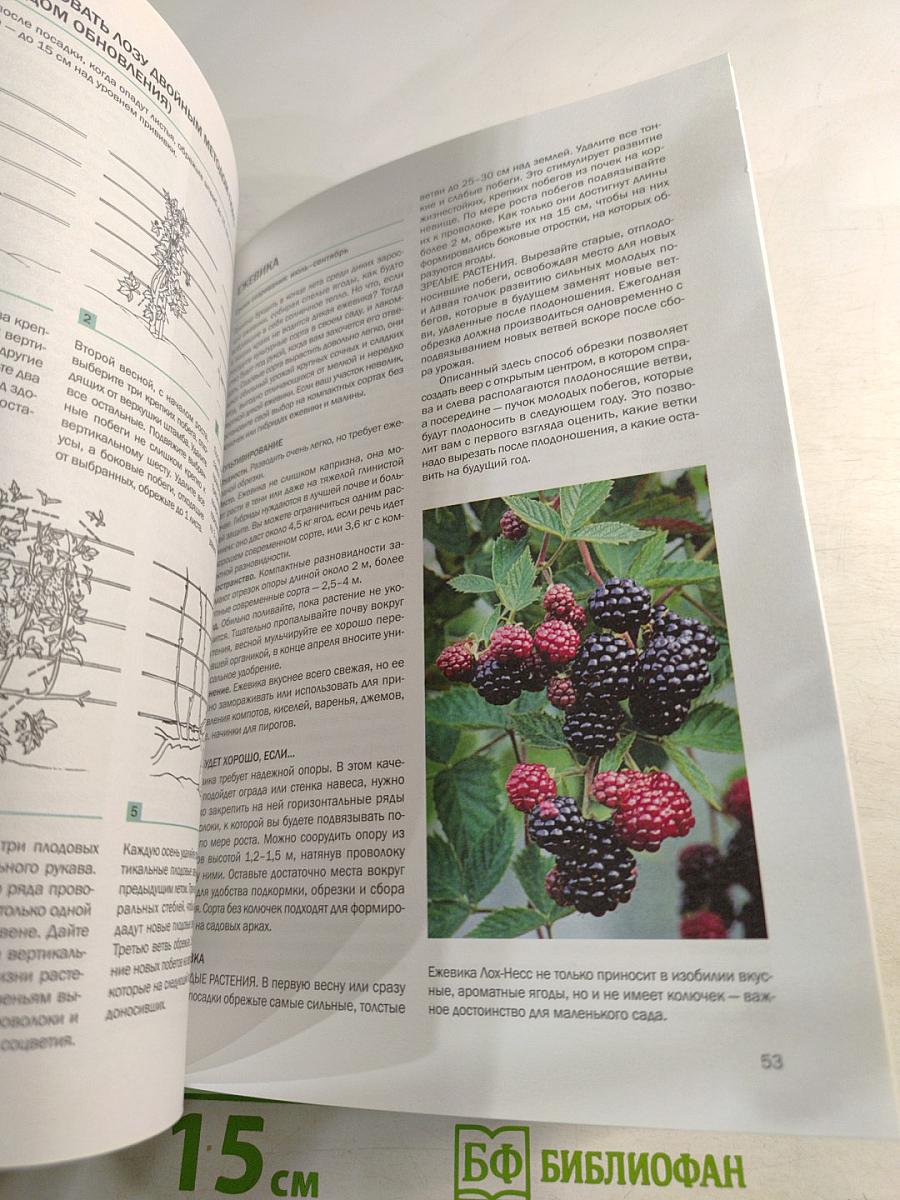 Ягоды: иллюстрированный справочник