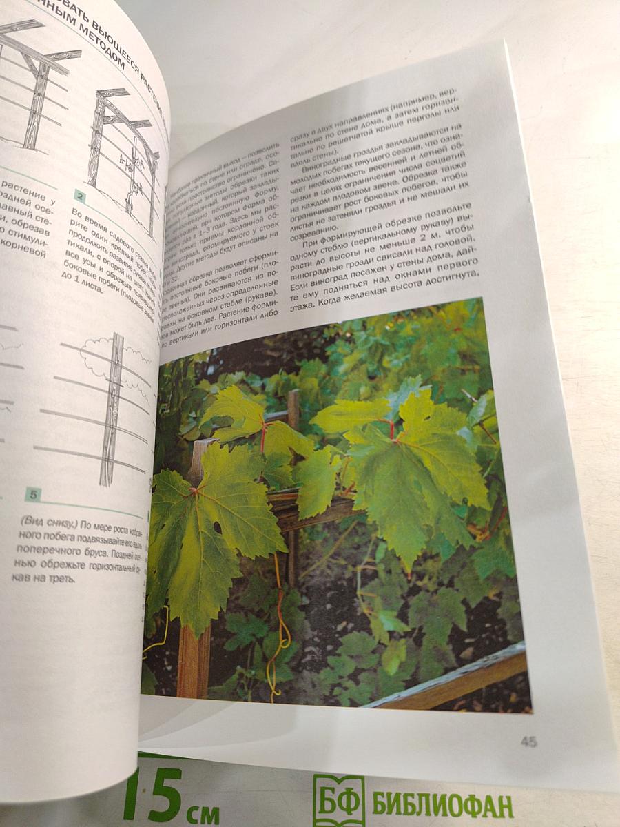 Ягоды: иллюстрированный справочник