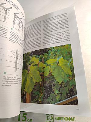 Ягоды: иллюстрированный справочник