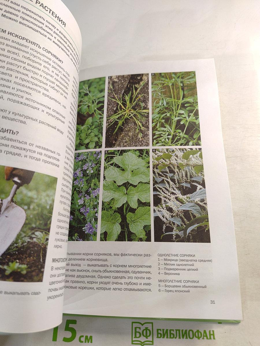 Зелень. Иллюстрированный справочник