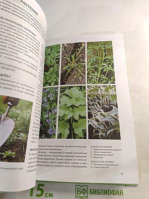 Зелень. Иллюстрированный справочник