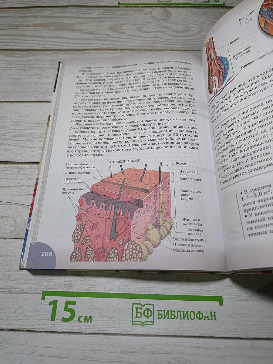 Биология. Человек. 8 класс